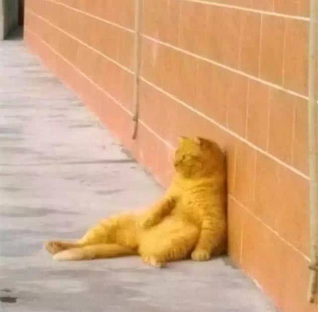 原创橘猫坐在原地思考猫生换个姿势靠墙瘫橘猫好橘望蓝瘦香菇
