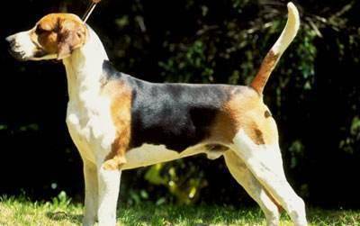 美国国父培育的品种,风一样的狗子——美国猎狐犬_猎犬
