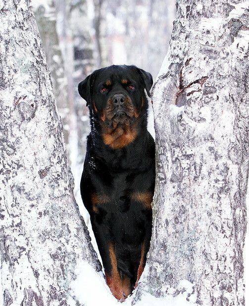 原创此犬曾是雪山下的牧牛犬,如今华丽蜕变,成为世界顶级军犬