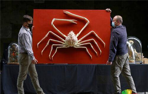 原创一只罕见巨型日本蜘蛛蟹将被拍卖