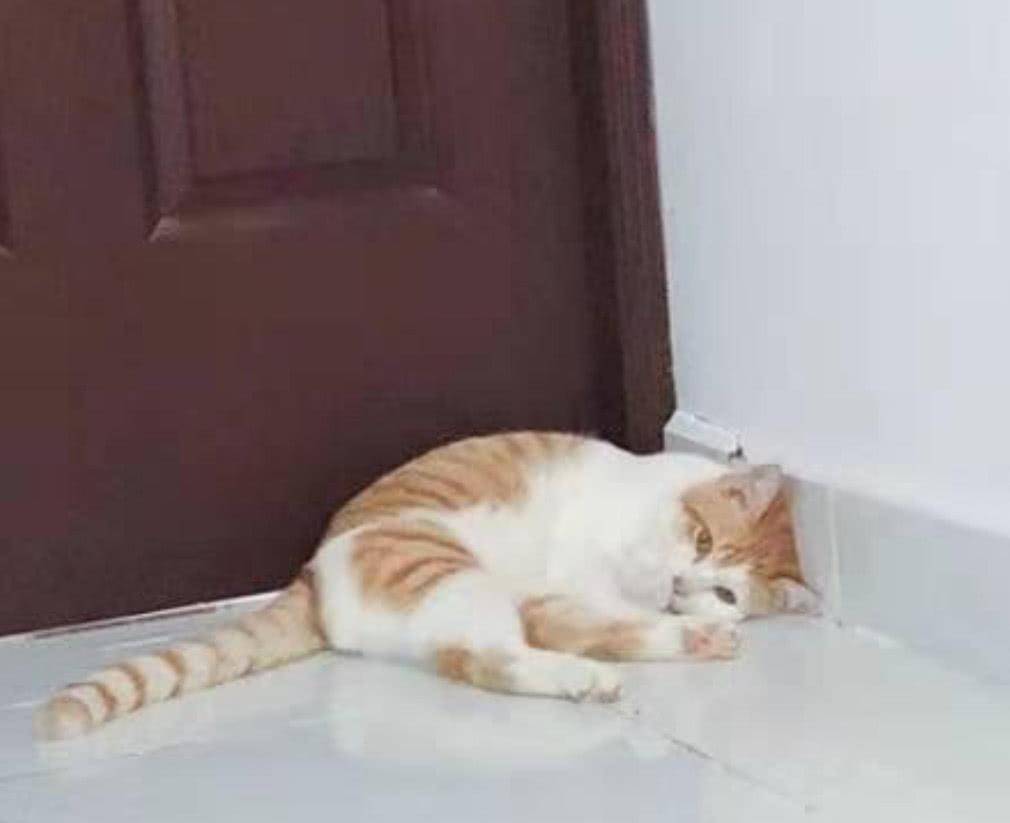 贪吃的橘猫面对食物不上心了,后来拖走它,才发现身子底下有猫腻