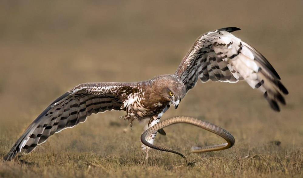 原创为什么新疆的鹰能成为蛇的天敌