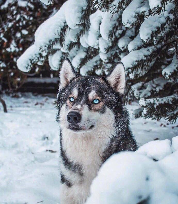 当哈士奇第一次看到雪,这个表情真的是没谁了!