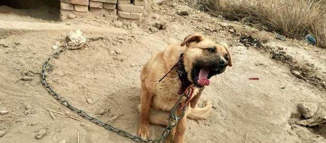 原创它是中华第一猎犬,野性十足,却被大多数人认为是土狗