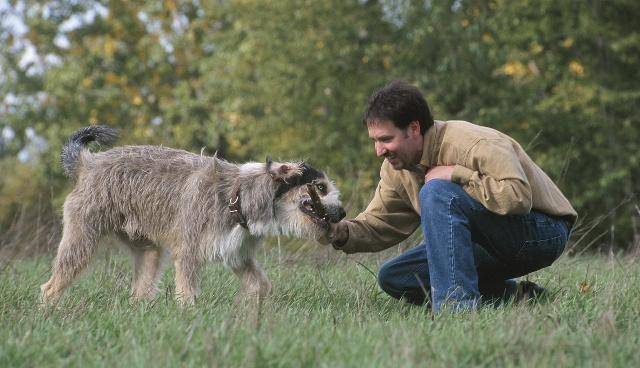 体型庞大却性格高冷,你认识爱尔兰猎狼犬吗?