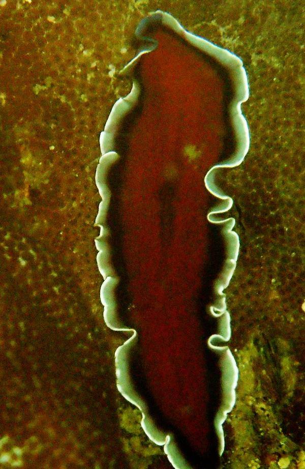 海扁虫,多彩又神秘的海生物