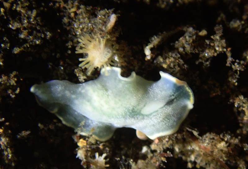 海扁虫,多彩又神秘的海生物