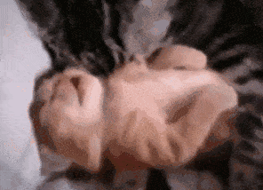 睡觉时小奶猫做噩梦,猫妈立马紧紧搂住,宝宝别怕,妈妈