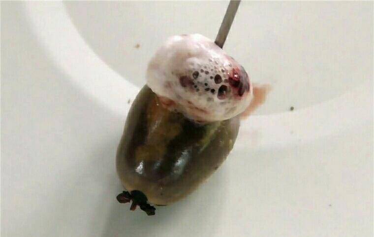 往蜱虫体内注射浓度为30%的双氧水 反应超级剧烈!