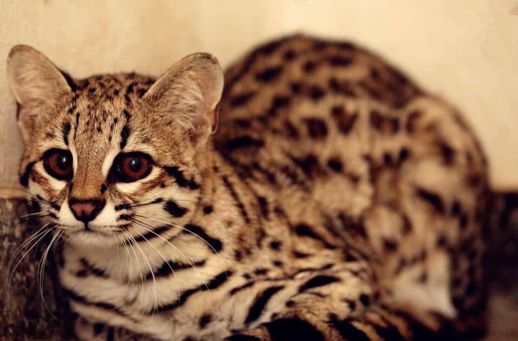 原创比家猫还小的可爱喵星人 美洲地区最小的猫科动物!