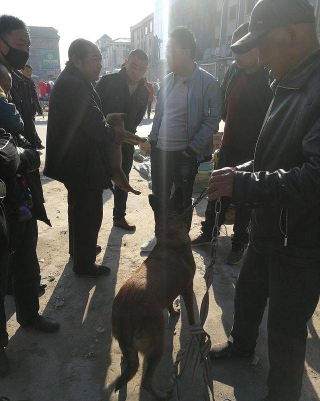 原创大集狗市小马犬260元被买走狗妈妈给主人求情追了几条街