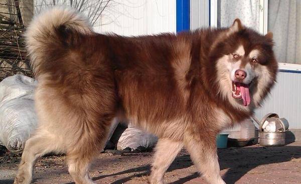 5,阿拉斯加犬:阿拉斯加犬是一种可爱,友好的犬,与哈士奇以及萨摩耶被
