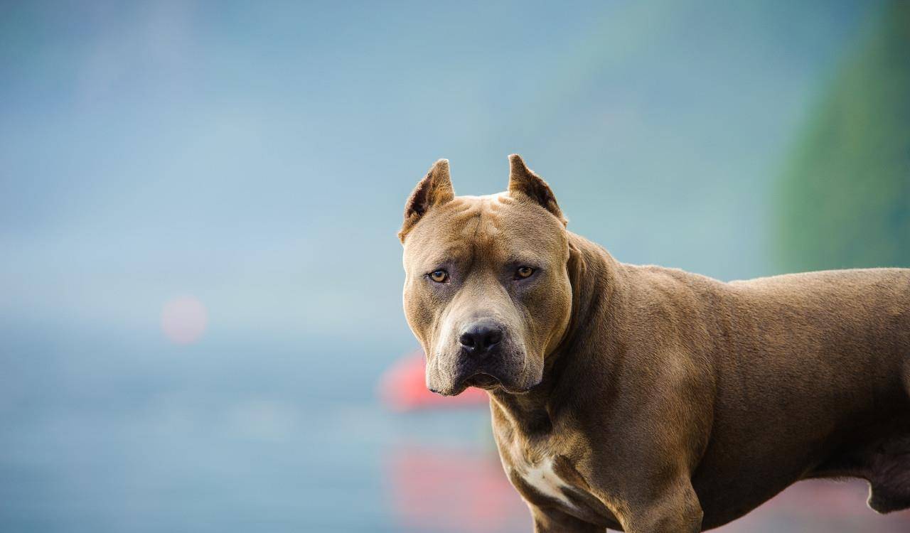 比特犬 是作为斗犬的目的而繁殖培育出来的一种凶猛犬