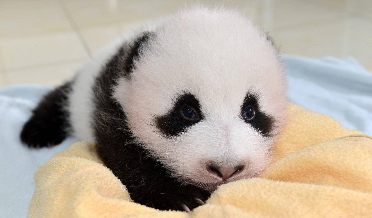 23只大熊猫幼仔们在镜头前花样卖萌,你能抵挡得住吗?(图片来自东方ic)