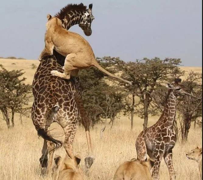 母长颈鹿架不住狮群狮子多,终究无法保护小长颈鹿