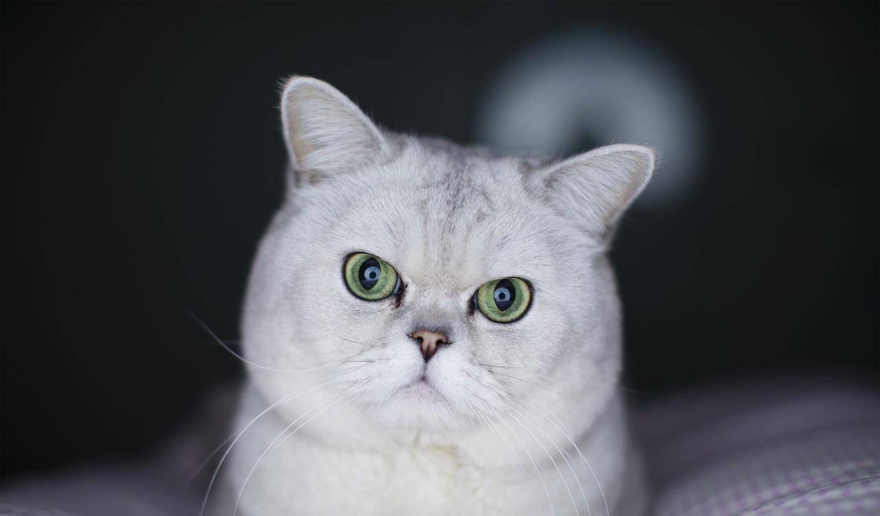 原创关于银渐层猫咪的小秘密你知道吗