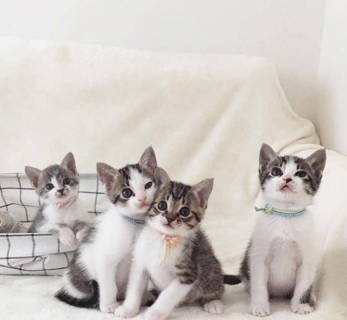 4胞胎小奶猫,简直萌死人