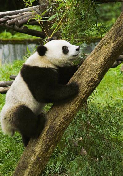 原创可爱呆萌的大熊猫
