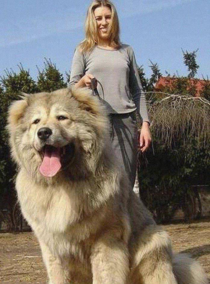 原创全球最大的十大巨型犬狗型似狗熊大到让你吃惊