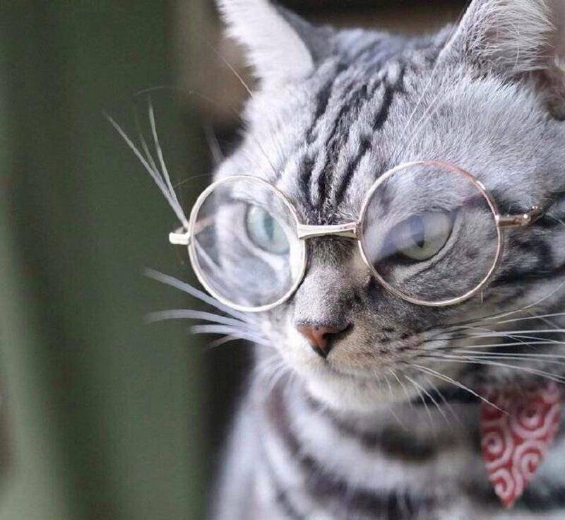 原创猫咪陪小主人骑摩托耍帅,猫:只怪我手短开不了车