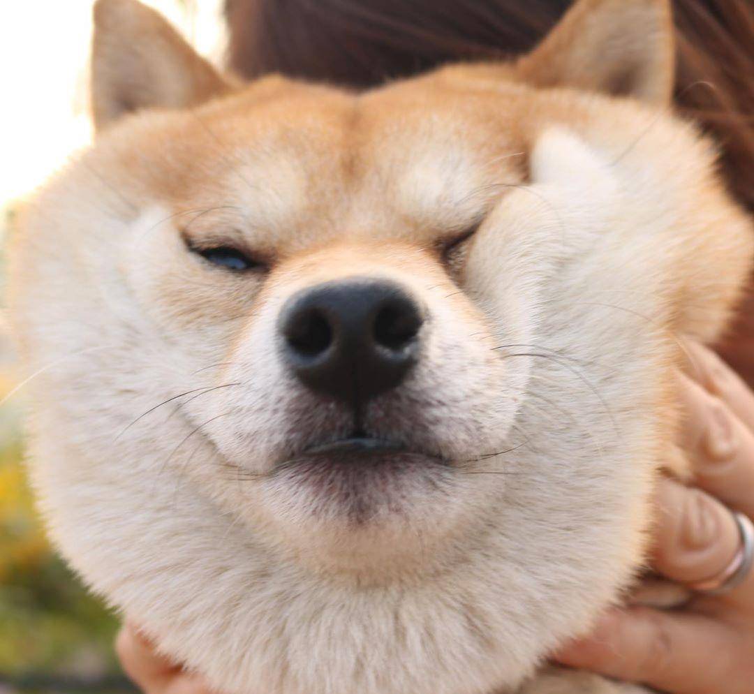 在日本超受欢迎的小柴犬,用胖胖的脸蛋憨憨的笑容,征服网友的心