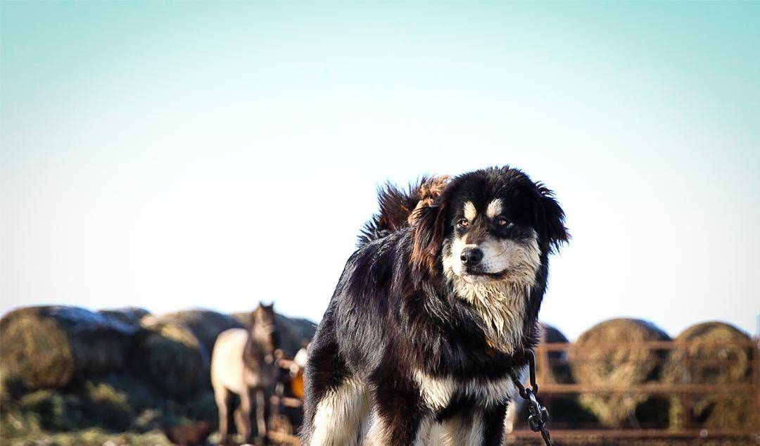 这些狗狗都是土生土长的中国犬!有的风靡世界有的濒临