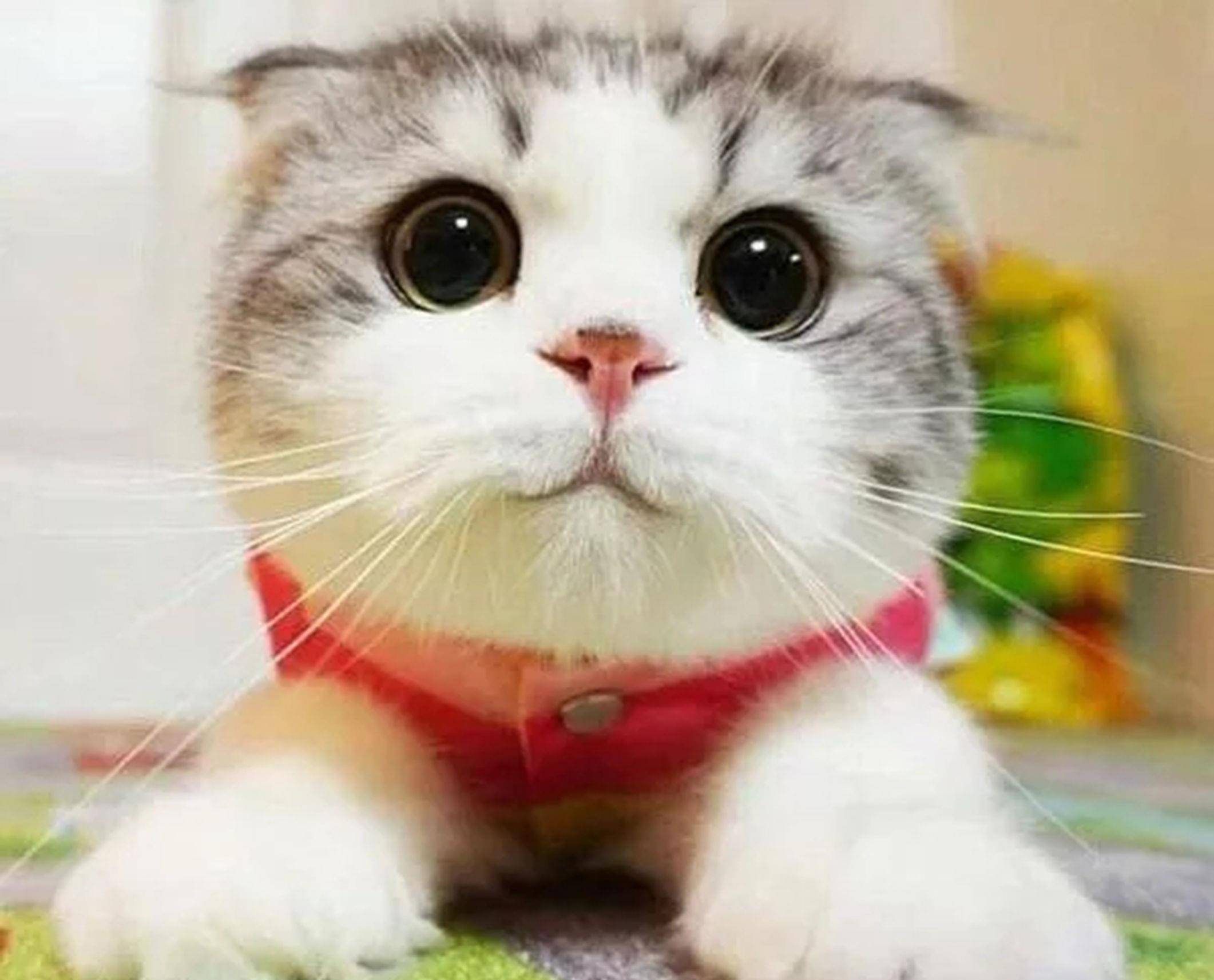 哇,这是你见过最可爱,最萌的包子脸猫咪