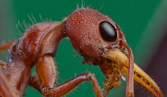 世界上最大的蚂蚁公牛蚁长达37厘米蚁界巨无霸