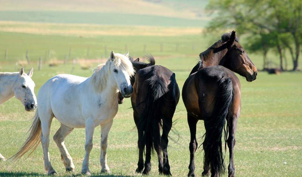 世界上最古老,血统最纯正的三个马种是:阿拉伯马,汗血马以及蒙古马.