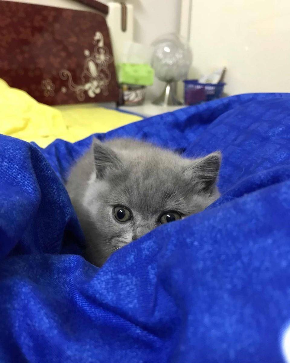 这只可爱的小蓝猫如今两个月大(图片来自东方ic)