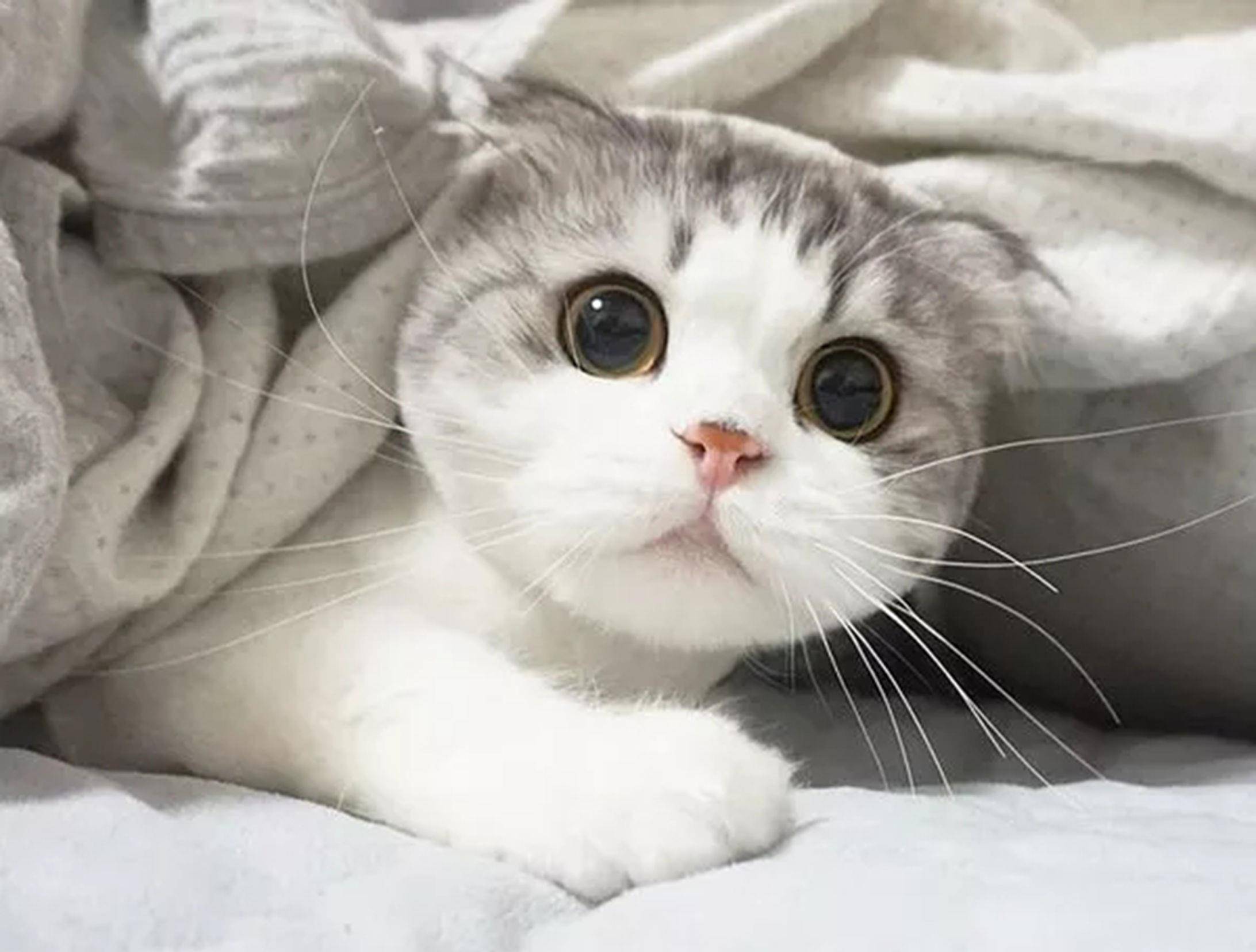 哇,这是你见过最可爱,最萌的包子脸猫咪