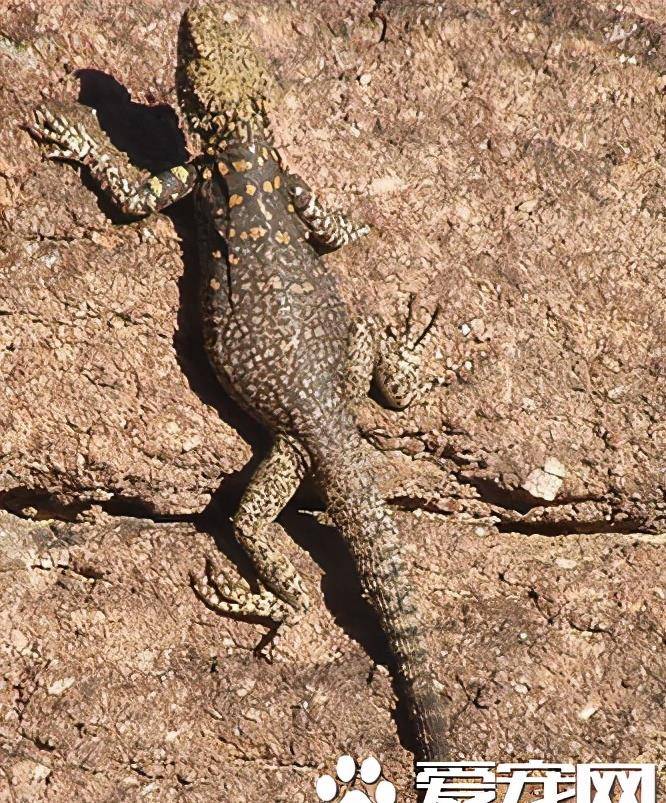 新疆的塔里木岩蜥太诡异,它竟然自截,还是