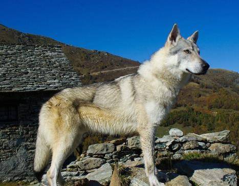 我们观察捷克狼犬的外形,运动步伐,会发现它几乎与狼十分接近,所不同