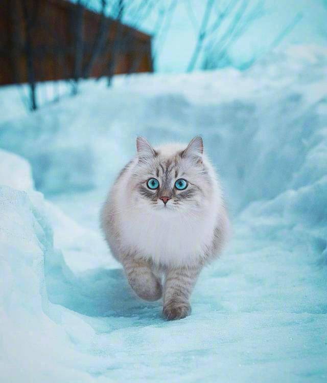 哇～西伯利亚猫真的是雪地里的小精灵啊_挪威森林