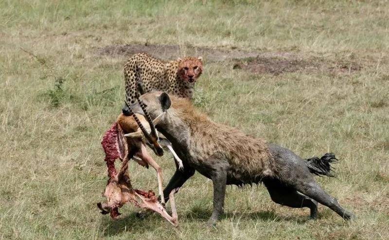 无法无天的鬣狗在非洲真的没有天敌了吗?