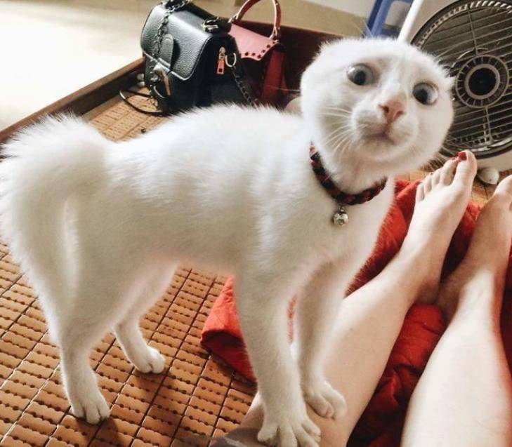 得奥斯卡金像奖的表情帝猫咪
