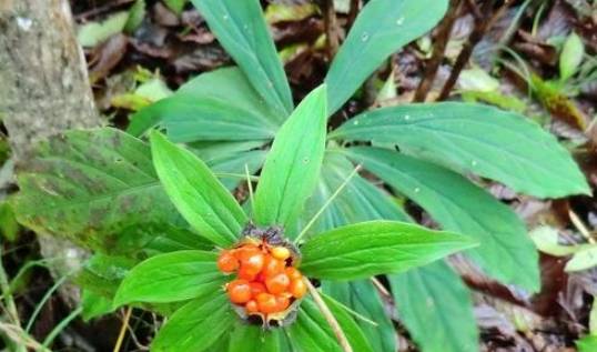 这株"野草"不起眼,却是治蛇毒的特效药,制药公司抢着收!