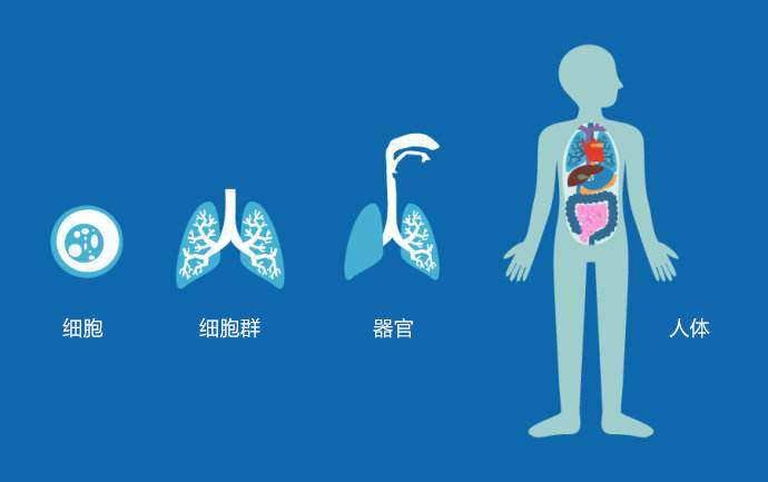 我们人体的组成是:细胞—组织—器官—系统—人体.