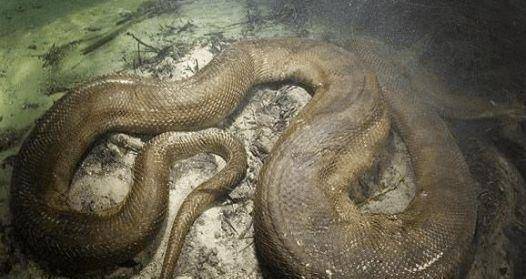男子发现世界上最大的蚺, 潜入水底后, 又碰到了"水中巨物"!_蟒蛇