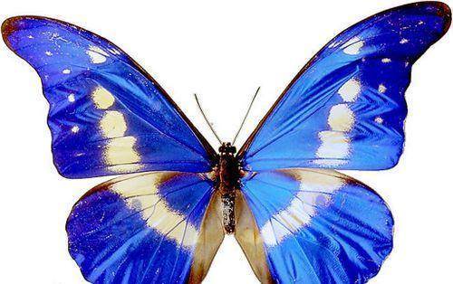 地球上10大最美丽的蝴蝶, 第四160万一只, 第一在我国