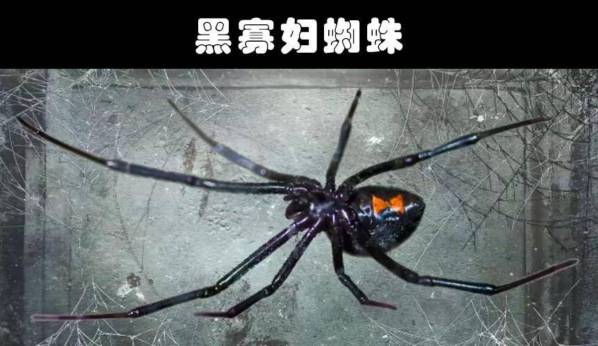 细数世界各地存在的10大奇怪的毒蜘蛛_尾园