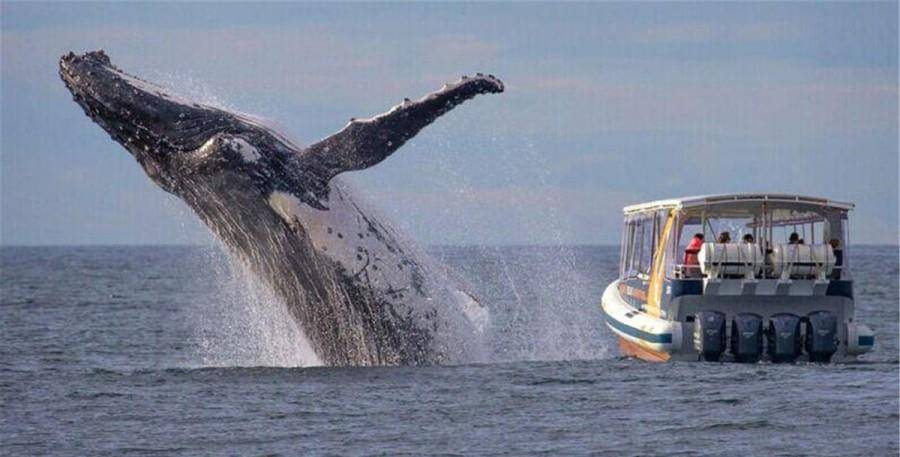 为什么鲸鱼会跃出水面然后再重重地摔进海里