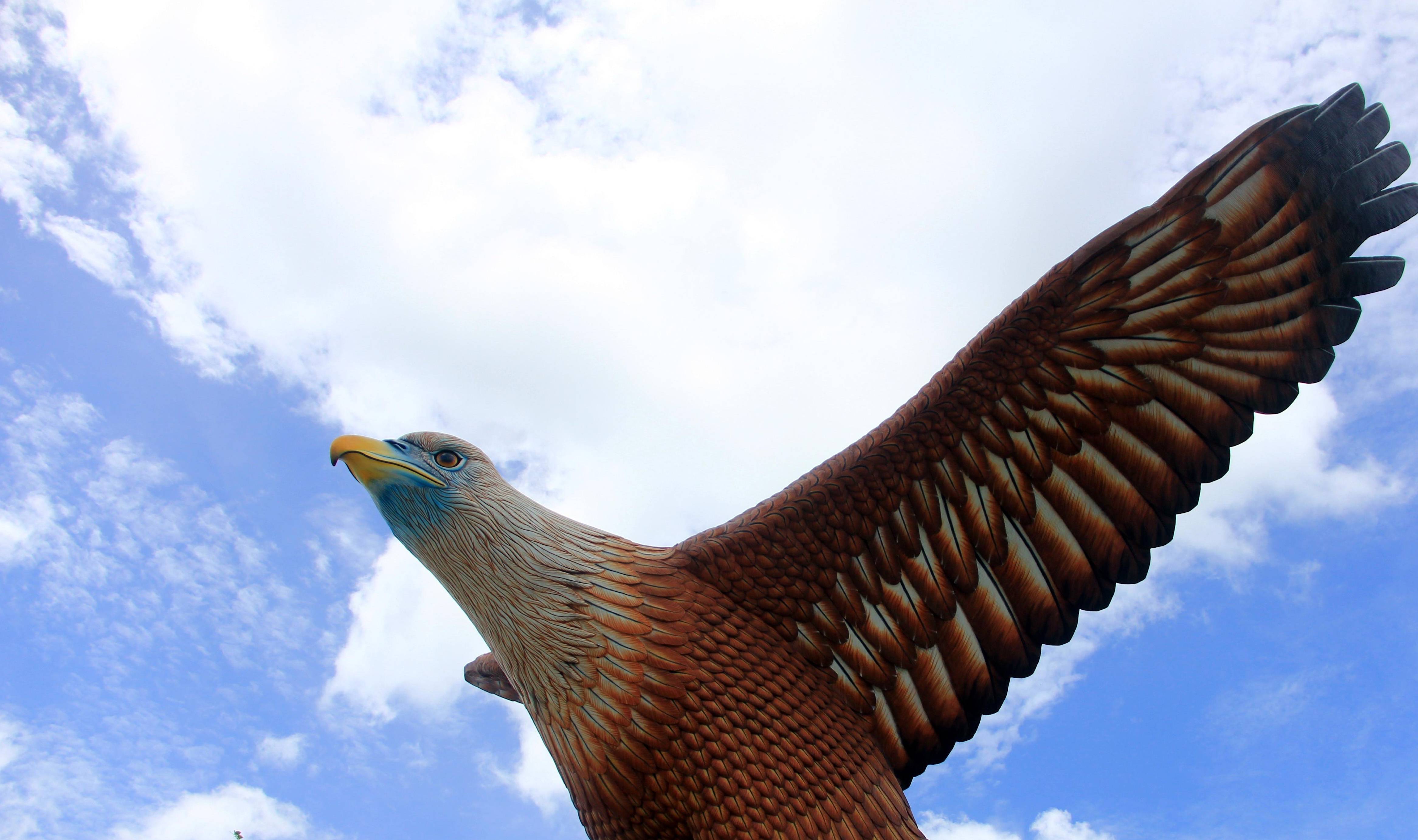 原创世界上最大的鹰:张开翅膀有轻型飞机大小,凶狠到老虎都怕