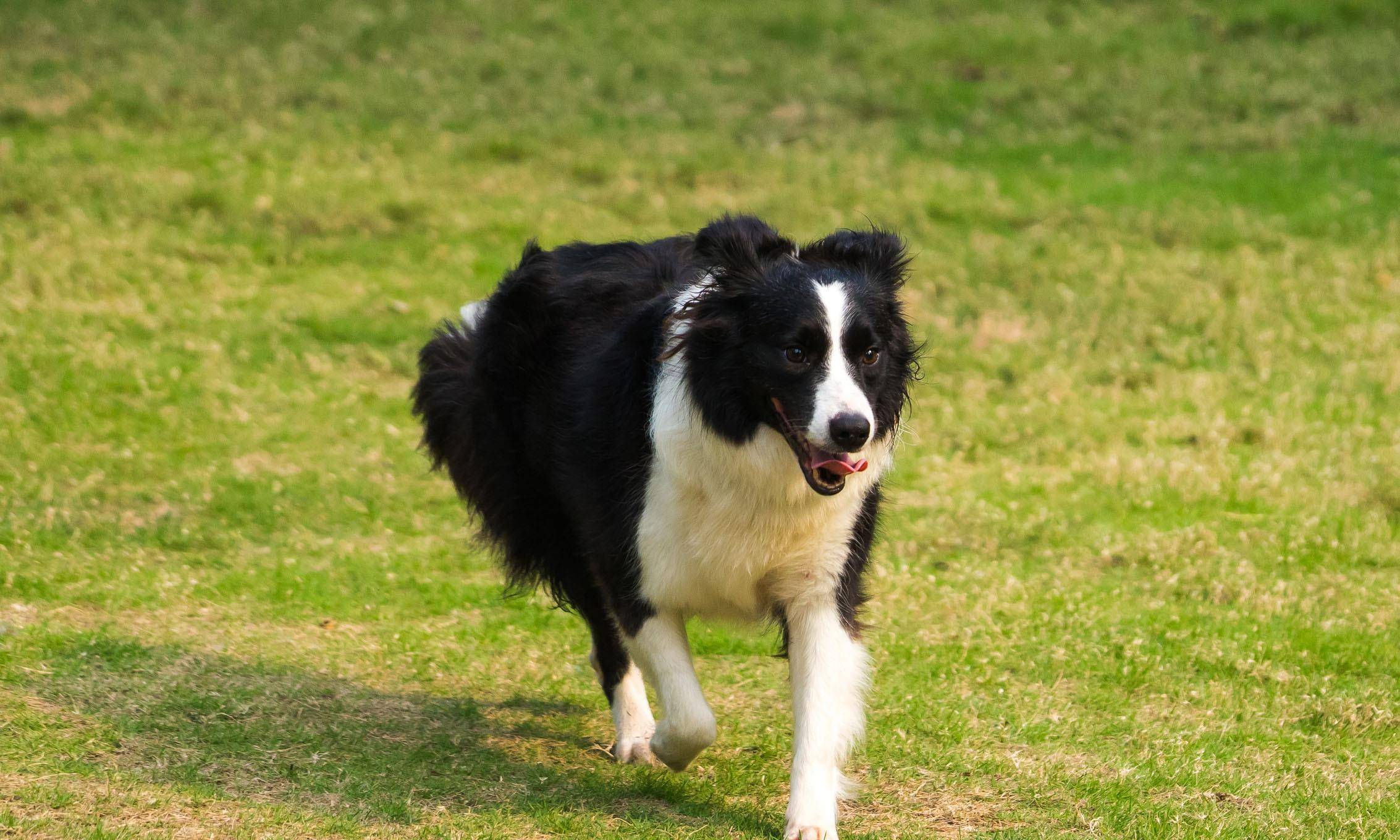 原创边境牧羊犬智商第一被质疑,就因为遇到危险把主人丢下自己跑了