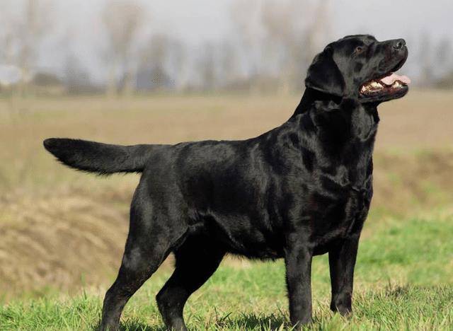 "黑色"的拉布拉多犬,为什么很多人想养?这几点是原因!