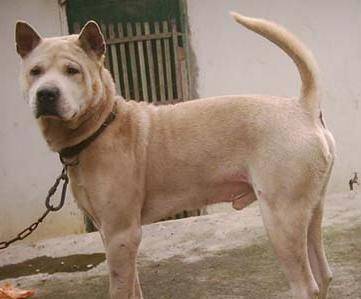 广西笔尾灰犬是广西的传统犬种,在当地常用做猎犬和看护犬.