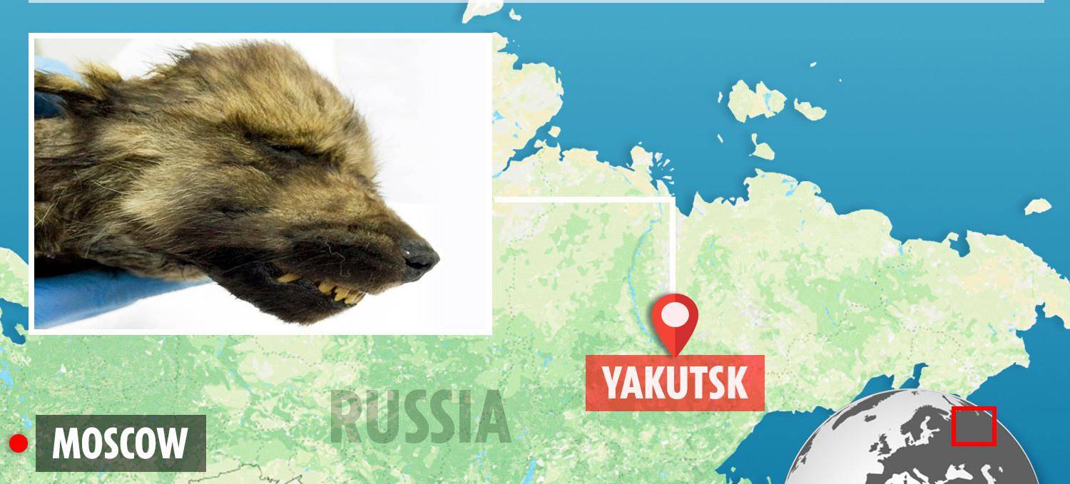 西伯利亚挖出1.8万年前狼狗,鼻头依旧柔软,身份介于狼