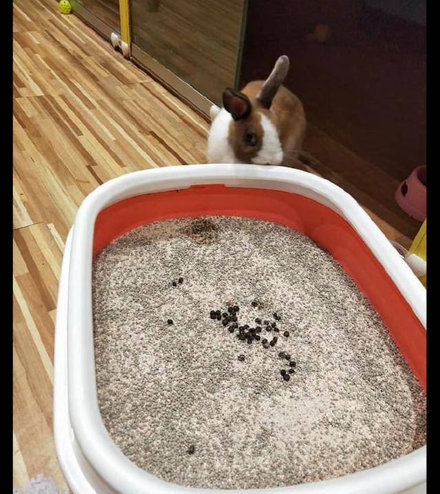 原创兔子在猫砂盆里上厕所,猫咪看见后一脸疑惑:这是新款的猫粮吗?