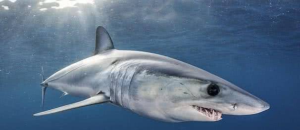 原创渔民捞上来个两百多磅鲨鱼头,它是顶级食肉动物,可身体去哪了?
