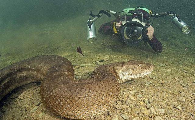 原创全球最大的蛇,鳄鱼见了它都惧怕,很少有人见过